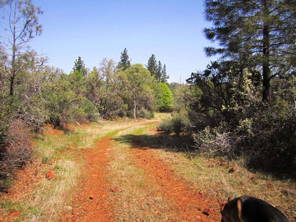 173-acres Shingletown Ridge Road Shingletown, CA 96088 - Photo 22 of 28 road thru property