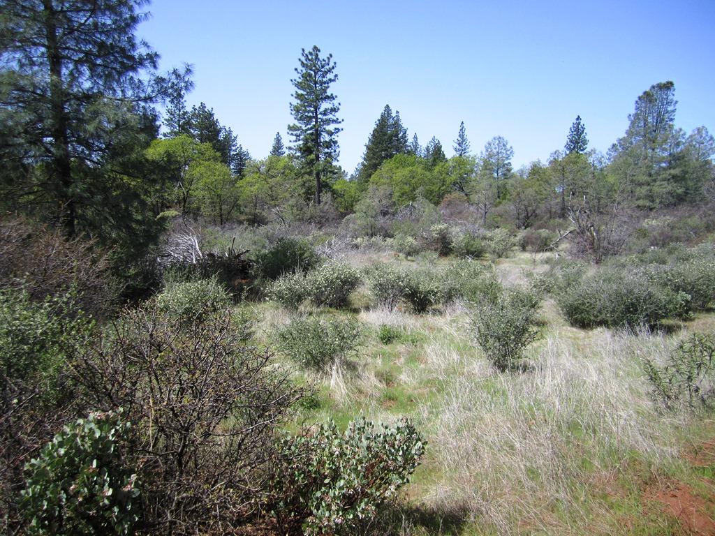 173-acres Shingletown Ridge Road Shingletown, CA 96088 - Photo 24 of 28 Terrain