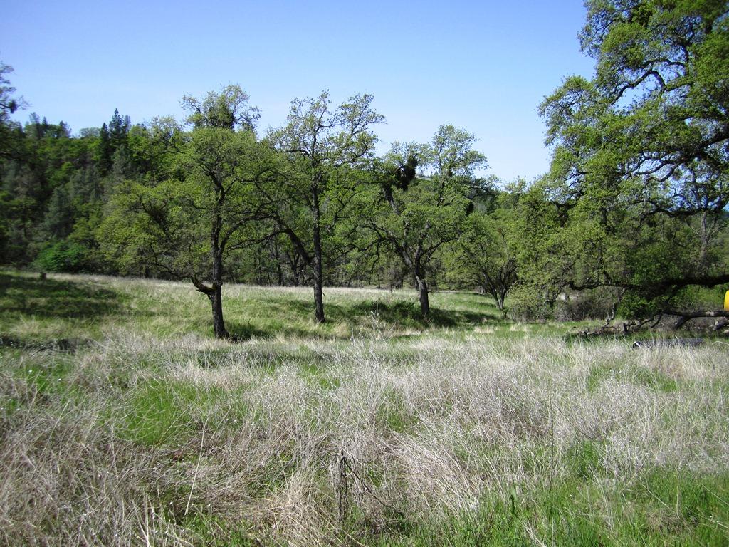 173-acres Shingletown Ridge Road Shingletown, CA 96088 - Photo 4 of 28 nice meadow