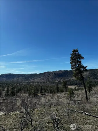 a view of a dry yard with trees