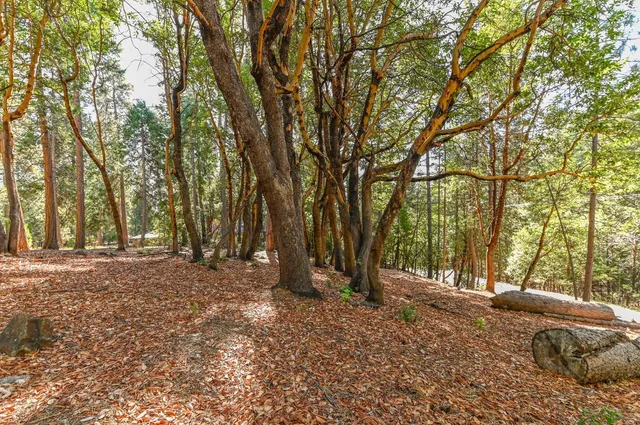 a view of backyard with tree