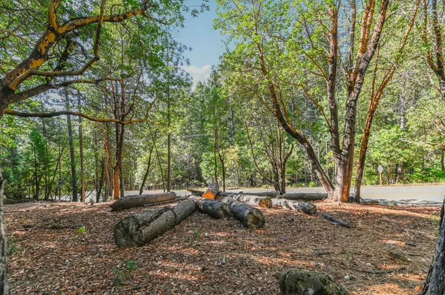 a view of a yard with large trees