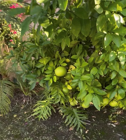 a backyard of a tree