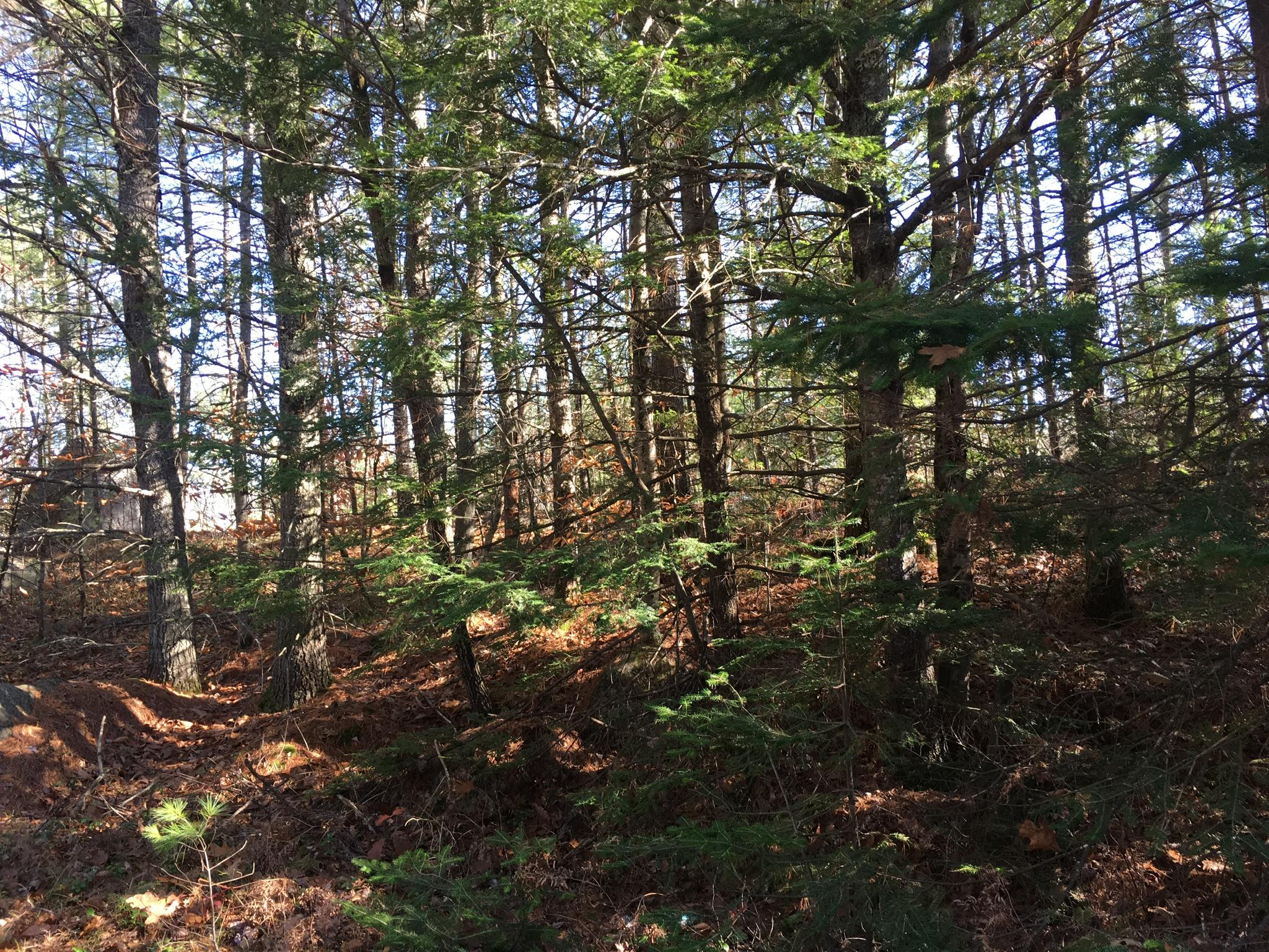 28-acres Sebago Road East Baldwin, ME 04024 - Photo 4 of 5 B345DF53-E0DC-49D8-A2D2-2F178C41E16F