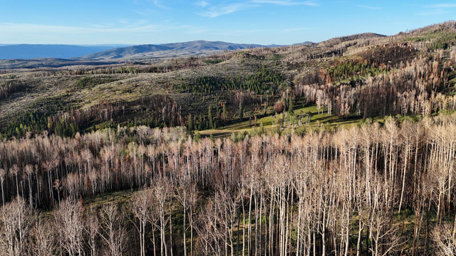123 Tbd Monroe Canyon Road Monroe, UT 84754 - Photo 31 of 92 Expansive acreage featuring diverse tree coverage, including dense deciduous and evergreen forests