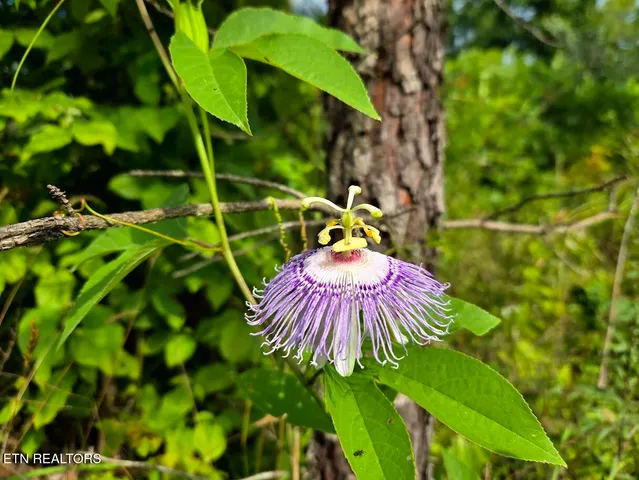 $438,000 | 1 Grassy Knob Road, Robbins, TN 37852