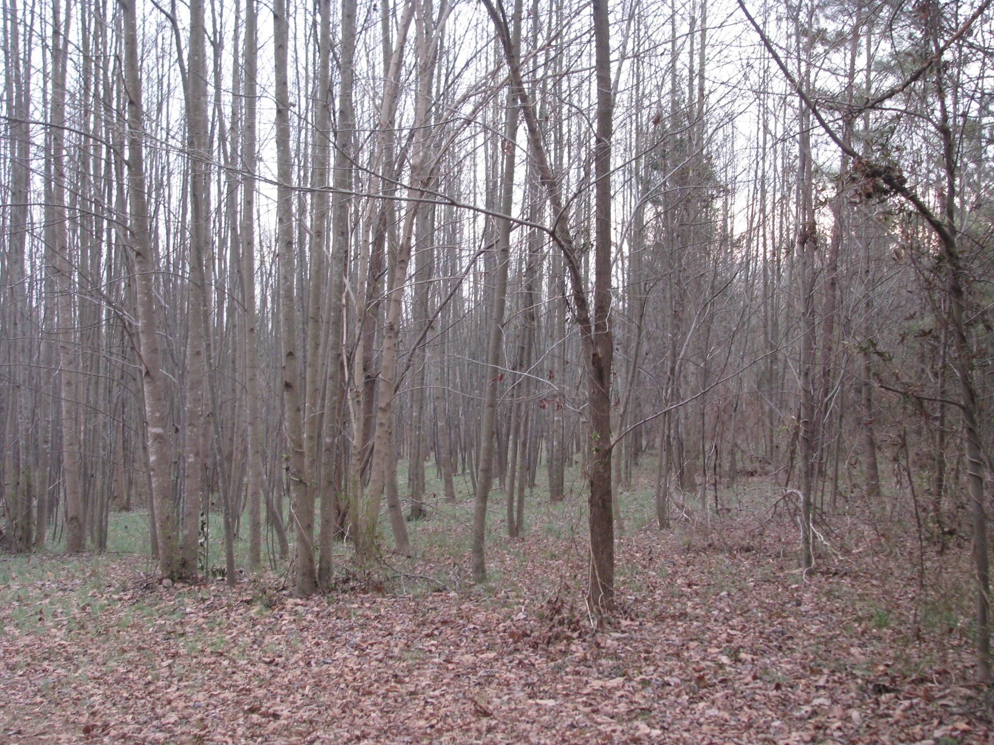 0 School / Ellis Ferry Road Gaffney, SC 29341 - Photo 7 of 7