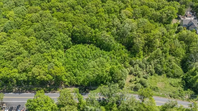 a view of a forest with plants and large trees