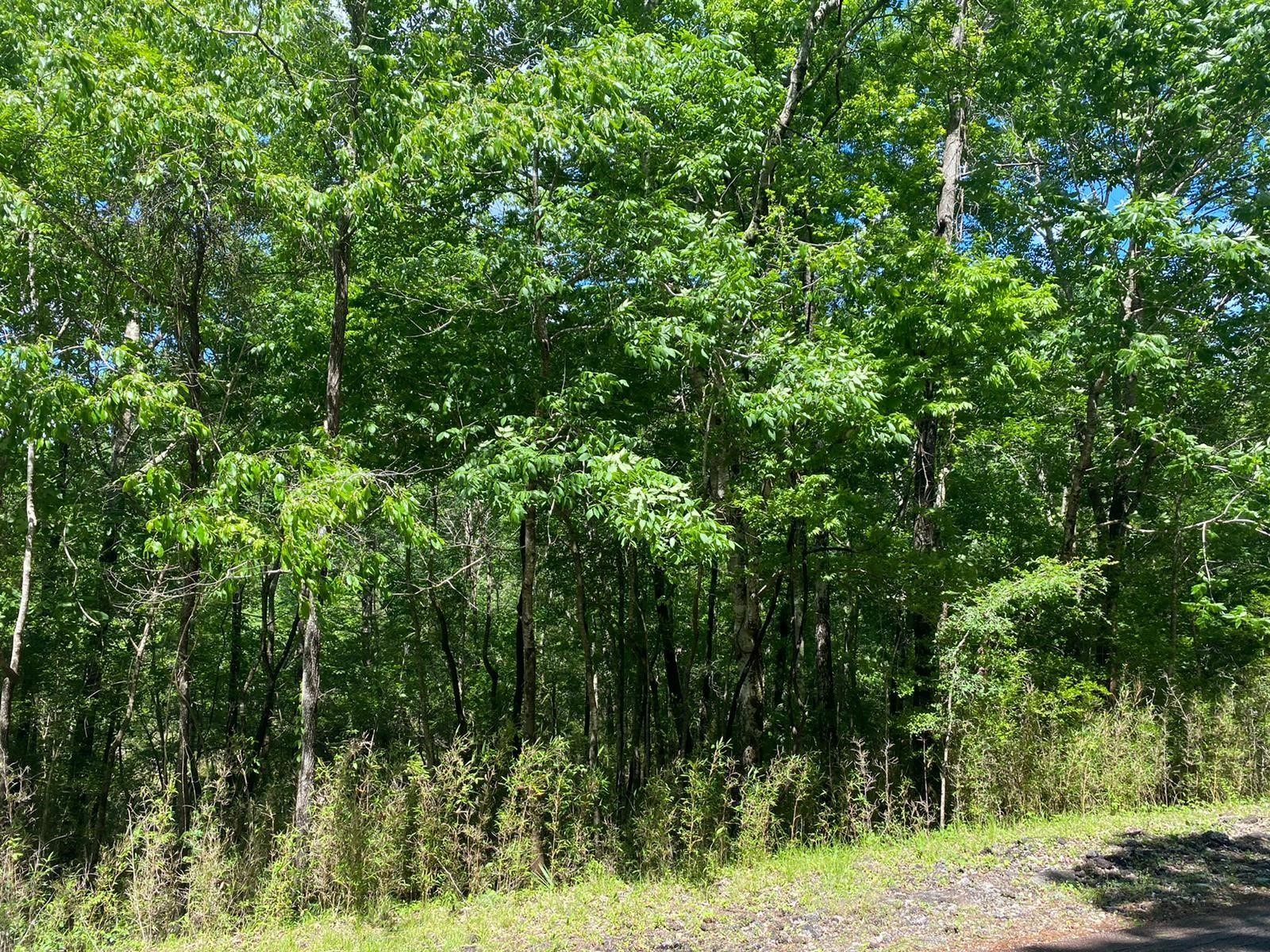 22 South Pine Harbour Drive Coldspring, TX 77331 - Photo 1 of 6 a view of a lush green forest