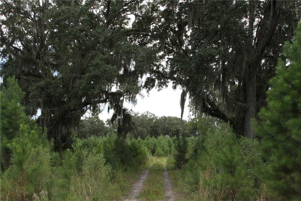 0 Iron Safe Road Brunswick, GA 31523 - Photo 11 of 26 a view of a forest