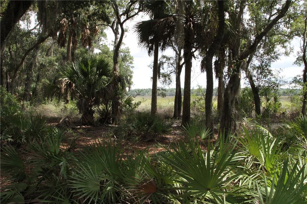 0 Iron Safe Road Brunswick, GA 31523 - Photo 12 of 26 a view of backyard of green space