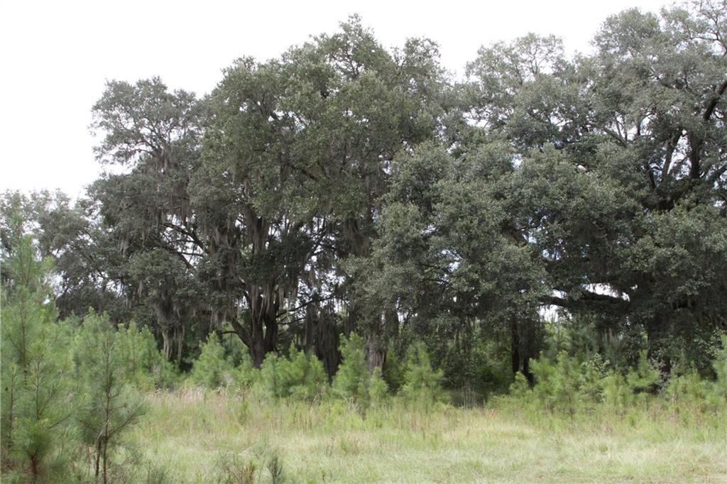 0 Iron Safe Road Brunswick, GA 31523 - Photo 17 of 26 a view of a tree in a field of a house
