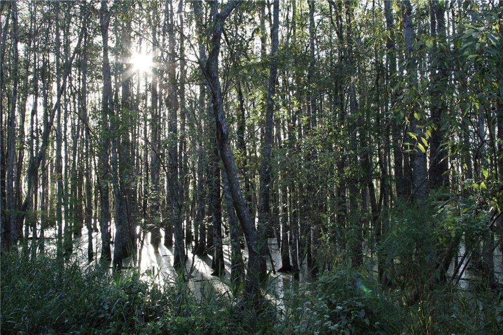 0 Iron Safe Road Brunswick, GA 31523 - Photo 18 of 26 a view of forest