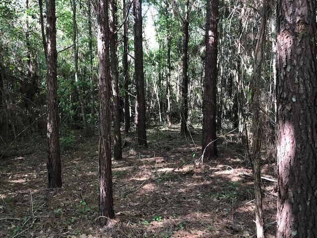 2-lot Dyess Dairy Road Opp, AL 36467 - Photo 4 of 12 Gallery Image 4