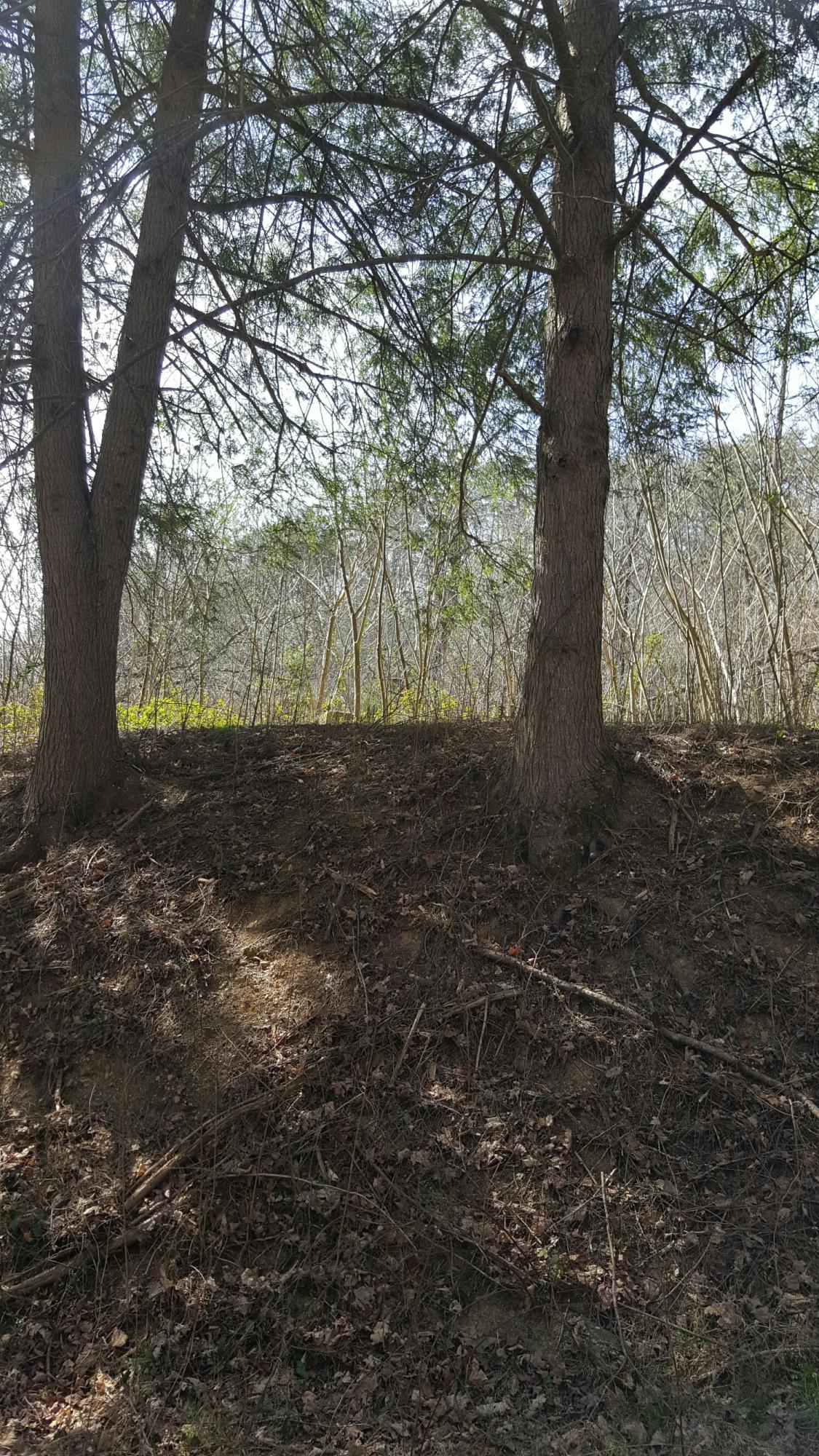 4413 Wilhite Road Cosby, TN 37722 - Photo 2 of 5 20160317_152150_resized_1
