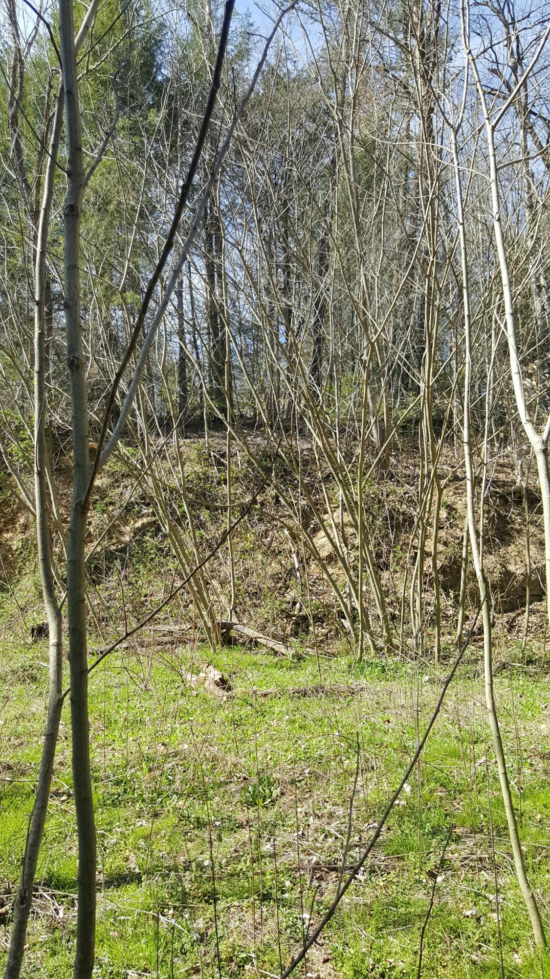 4413 Wilhite Road Cosby, TN 37722 - Photo 3 of 5 20160317_152219_resized_1