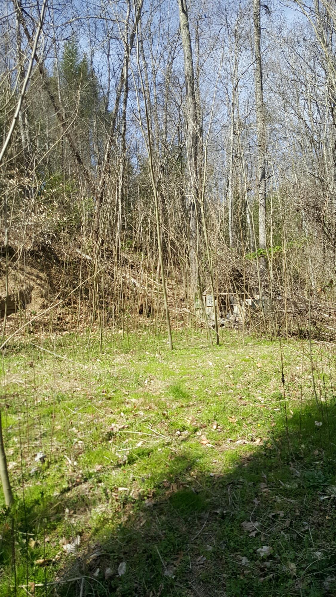 4413 Wilhite Road Cosby, TN 37722 - Photo 5 of 5 20160317_152225_resized_1