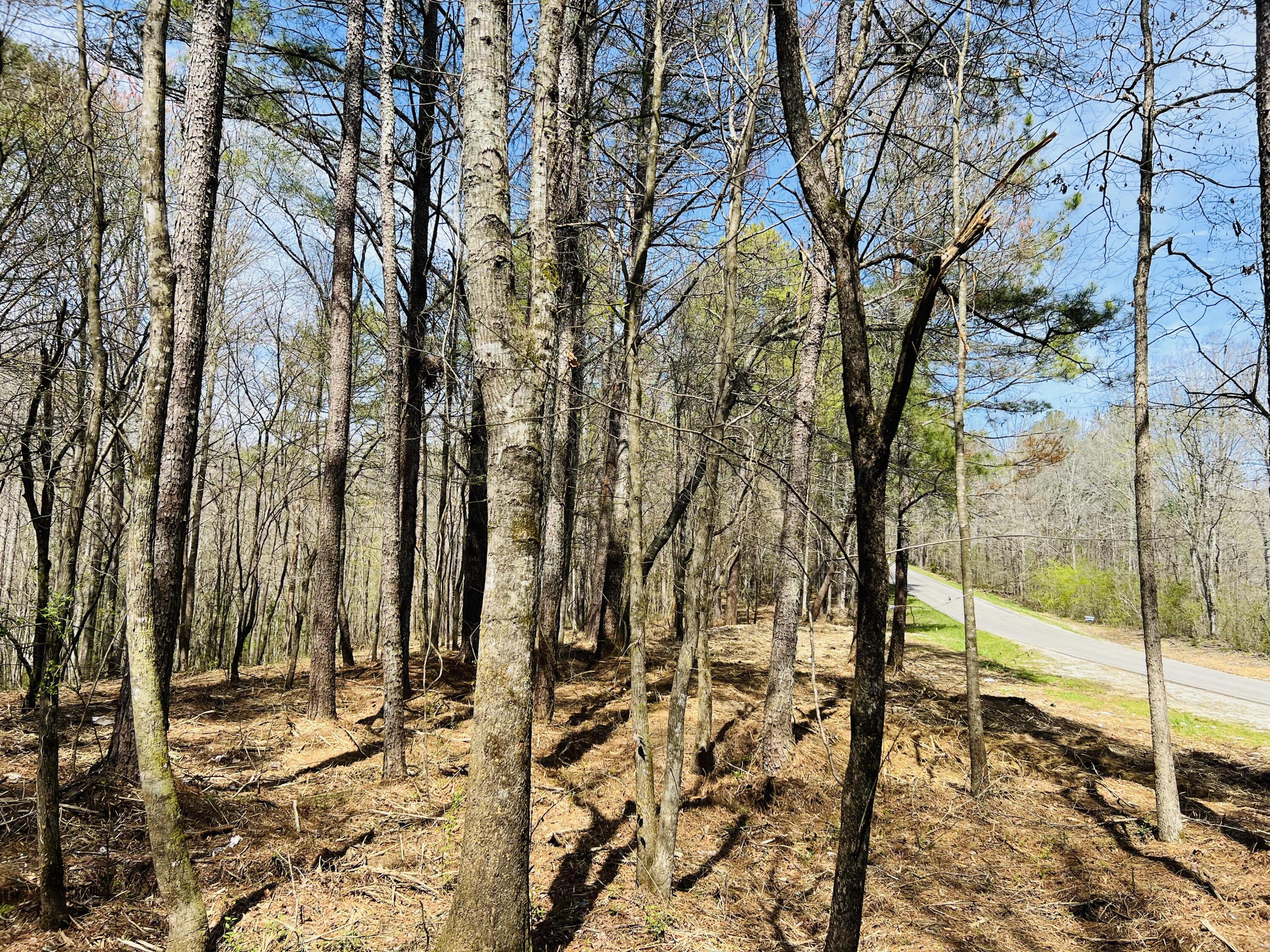 39 Co Road Addison, AL 35540 - Photo 32 of 32 Gallery Image 32