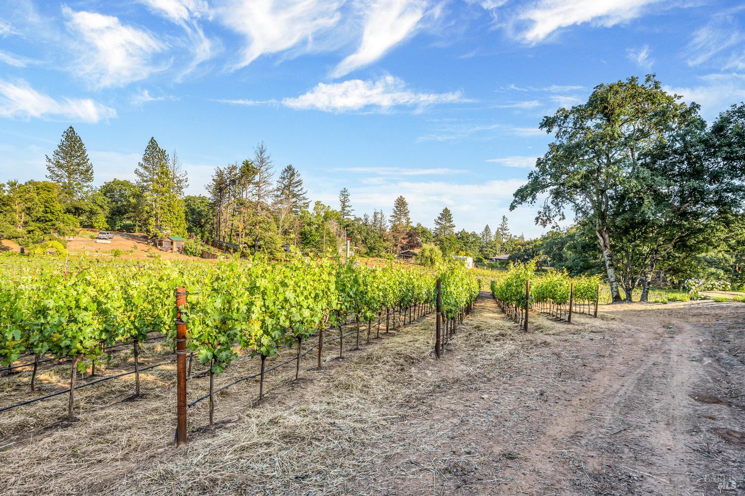 875 White Cottage Road North Angwin, CA 94508 - Photo 28 of 59 a view of a road with plants and trees in the background