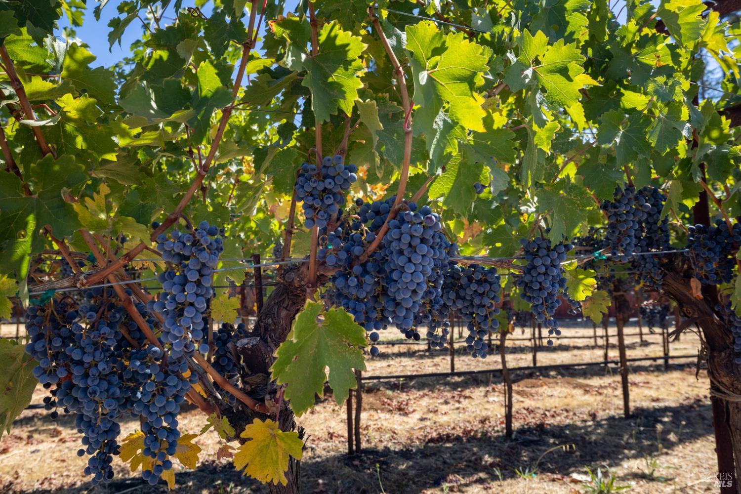 875 White Cottage Road North Angwin, CA 94508 - Photo 30 of 59