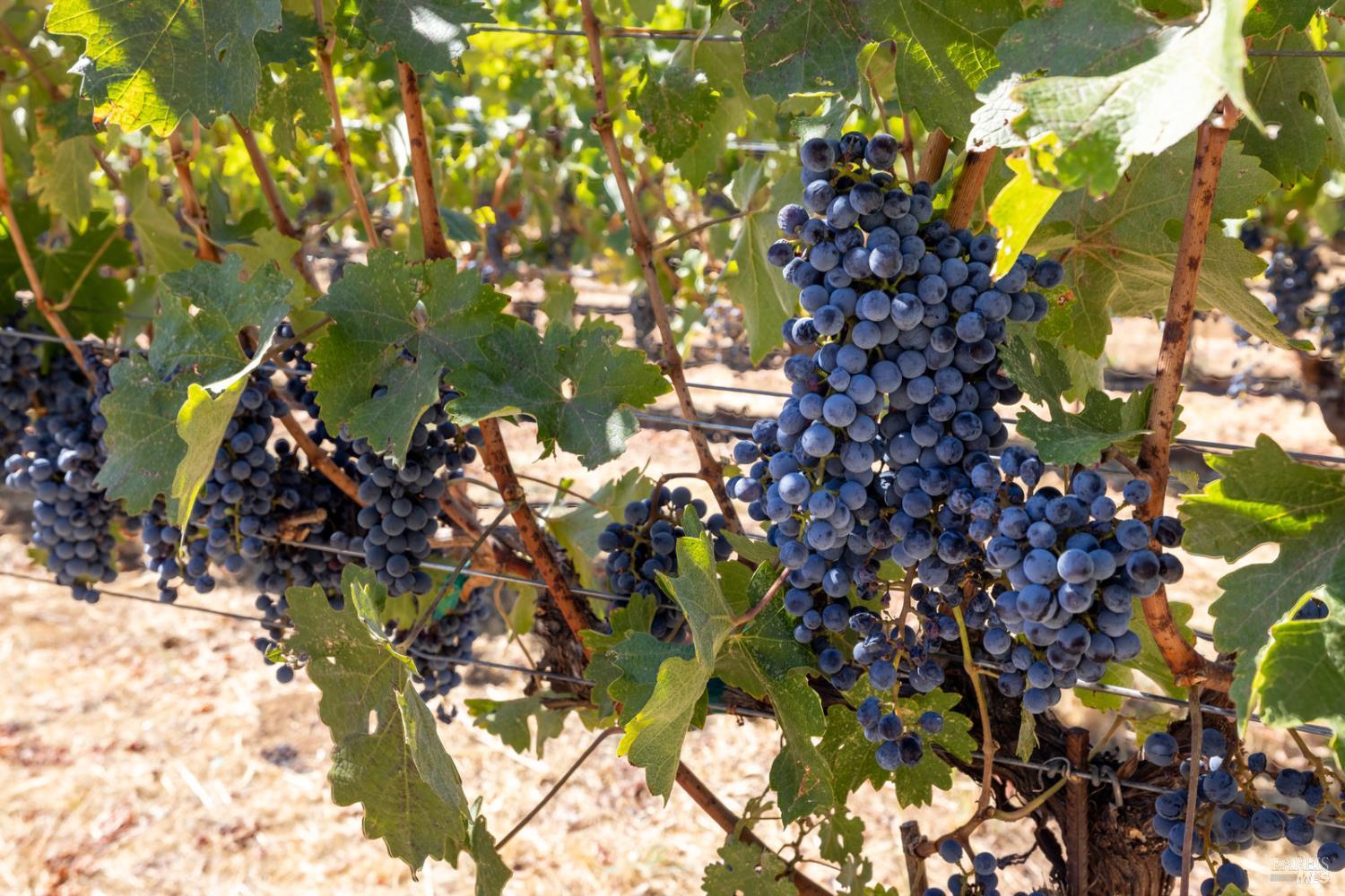 875 White Cottage Road North Angwin, CA 94508 - Photo 31 of 59 a picture of tree