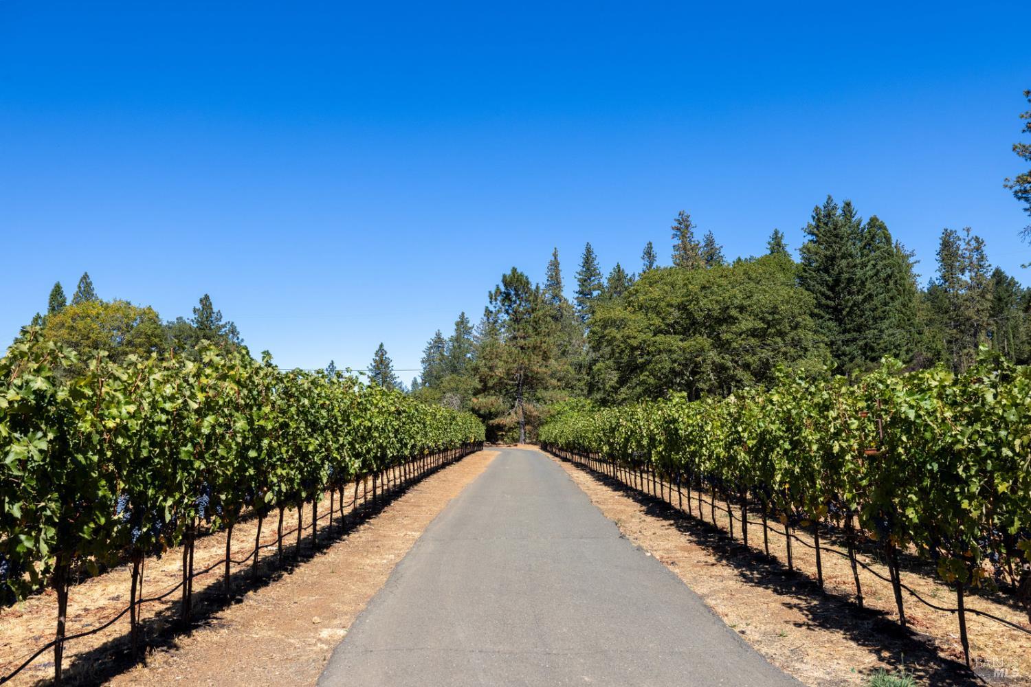 875 White Cottage Road North Angwin, CA 94508 - Photo 6 of 59