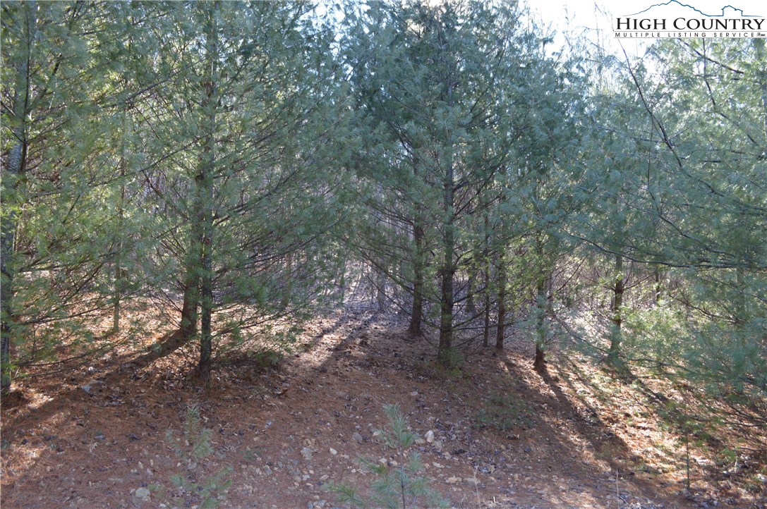 0 Little Pine Road Ennice, NC 28623 - Photo 14 of 37