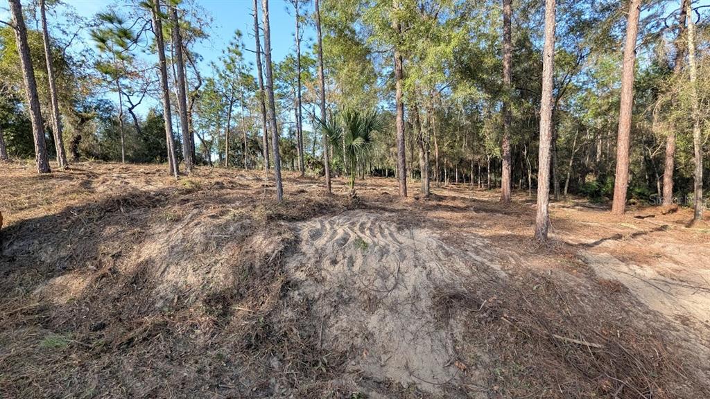 Southwest 53rd Street Ocala, FL 34481 - Photo 4 of 13 a backyard of a house with lots of green space