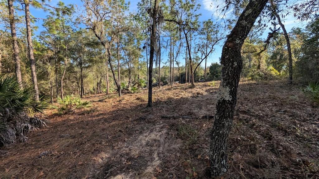 Southwest 53rd Street Ocala, FL 34481 - Photo 8 of 13 a view of a forest filled with trees