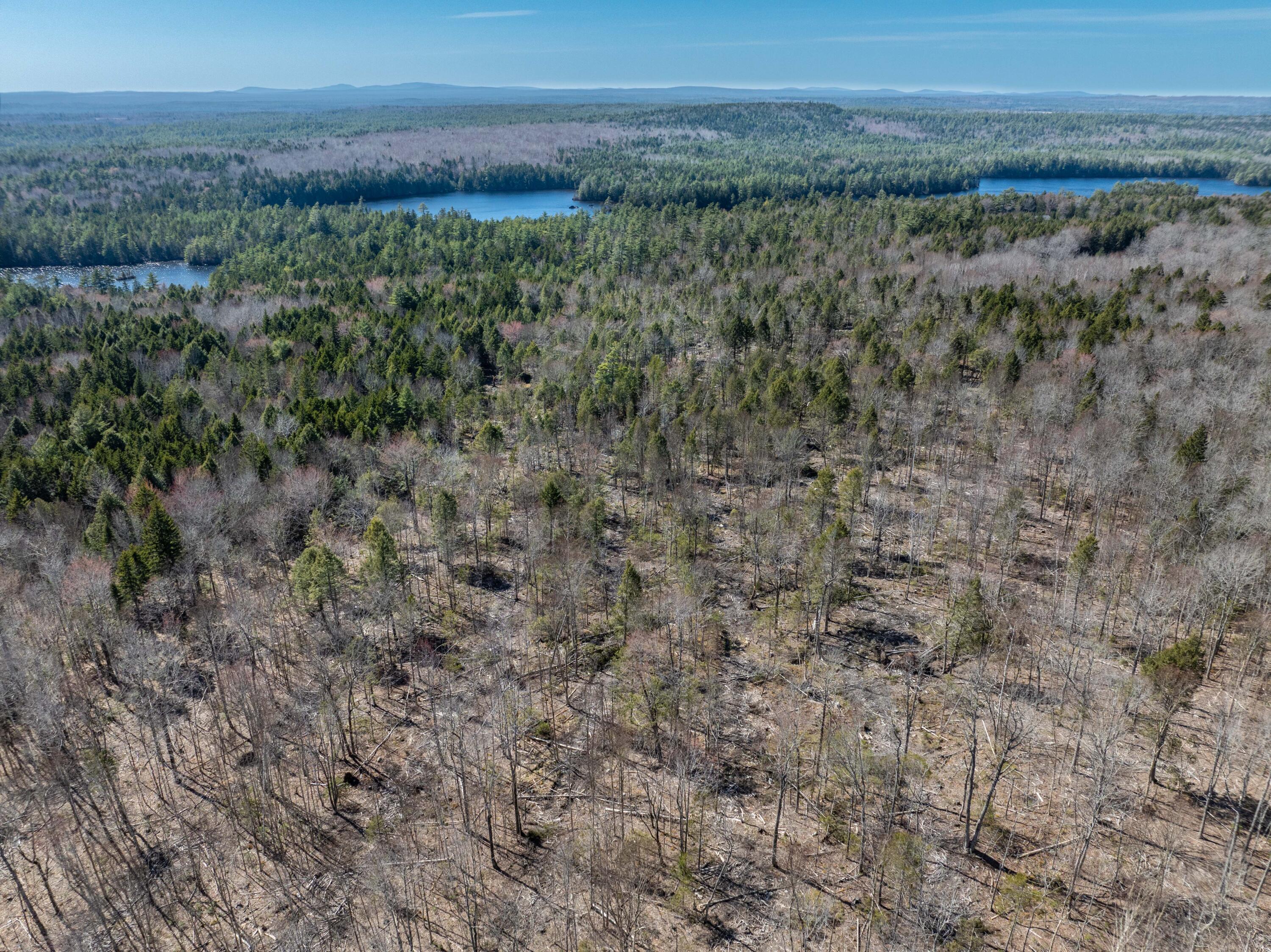 250 Long Lake Road Northfield, ME 04654 - Photo 18 of 18 Land Texture