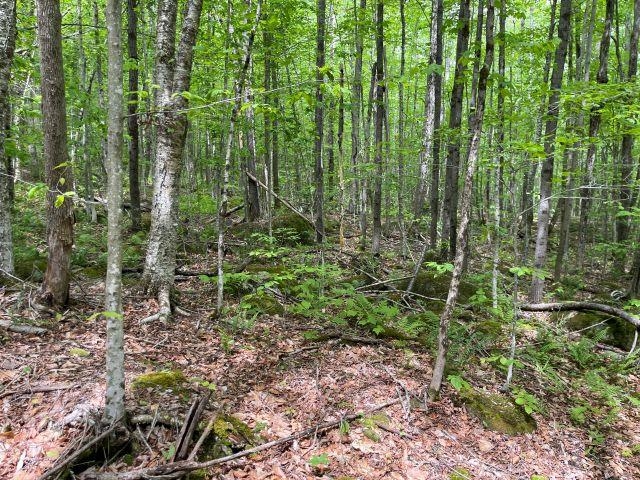 Dole School House Road Washington, NH 03280 - Photo 3 of 13