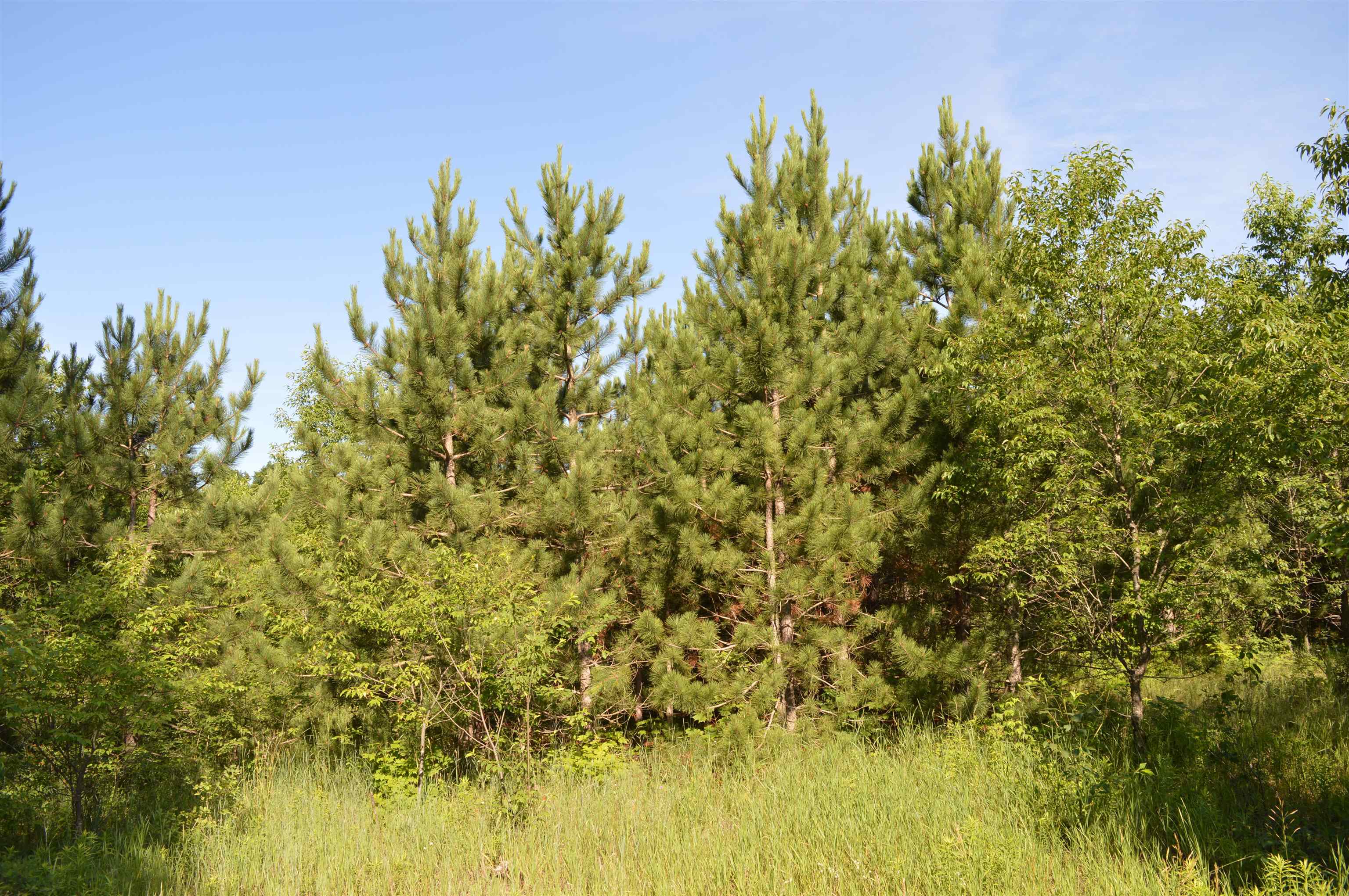 Northeast Holly Road, Unit LOT: A Kalkaska, MI 49646 - Photo 7 of 27