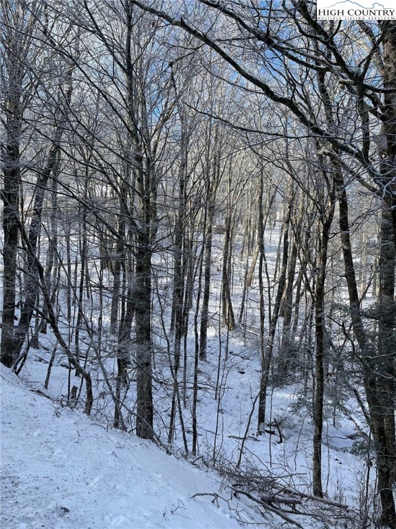 Lot 77 Rock Spring Circle Sugar Mountain, NC 28604 - Photo 17 of 20 a view of a forest with large trees