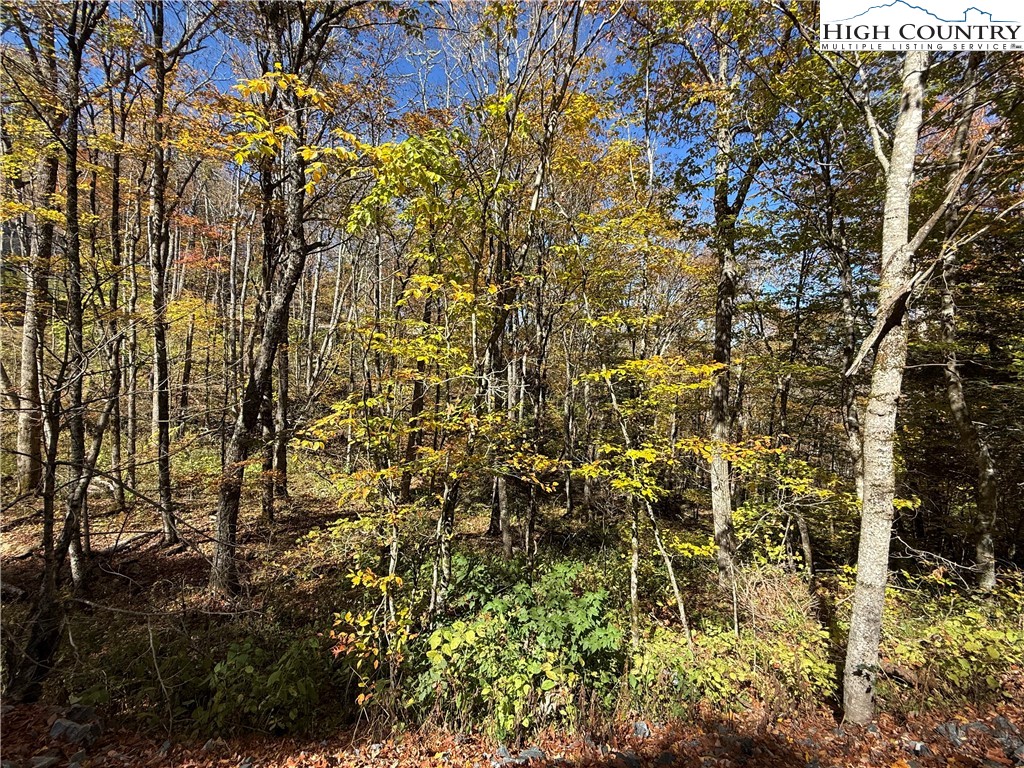Lot 77 Rock Spring Circle Sugar Mountain, NC 28604 - Photo 3 of 20 a view of a yard with a tree