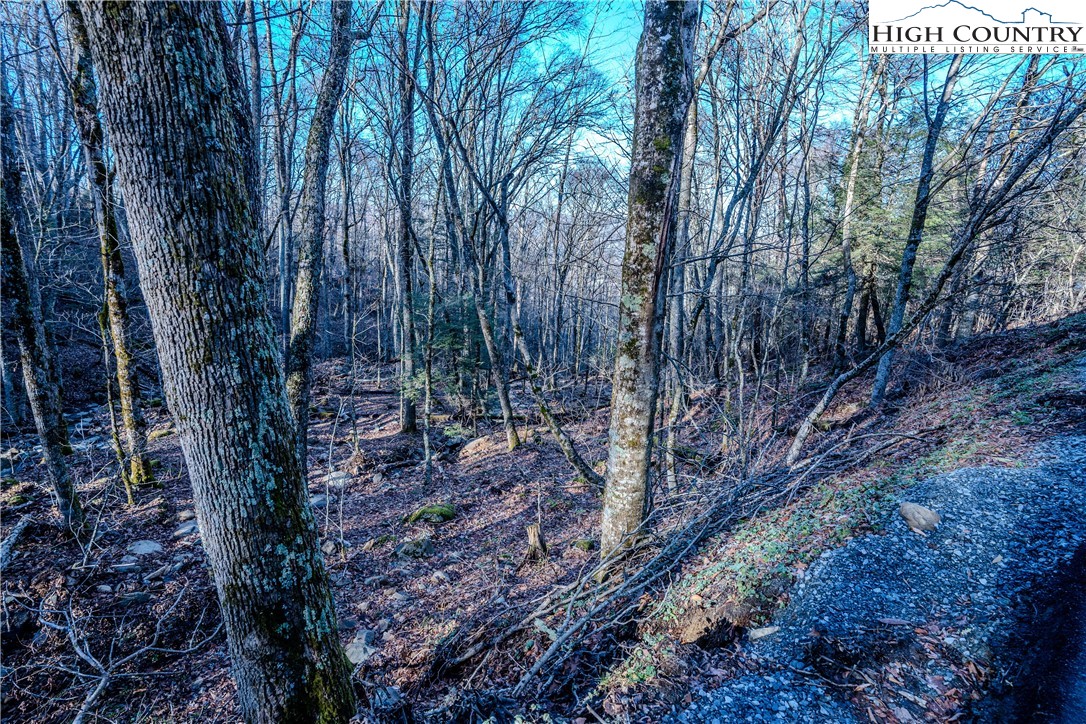 Lot 77 Rock Spring Circle Sugar Mountain, NC 28604 - Photo 5 of 20 a view of a forest filled with trees