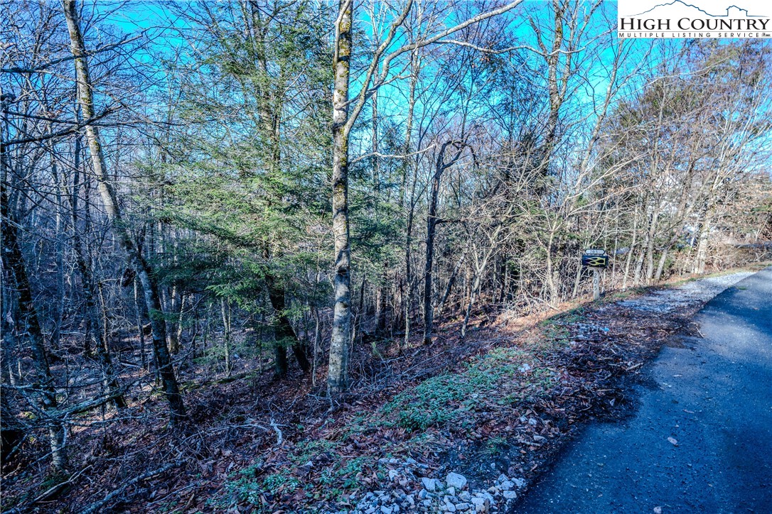 Lot 77 Rock Spring Circle Sugar Mountain, NC 28604 - Photo 7 of 20 a view of a forest with trees