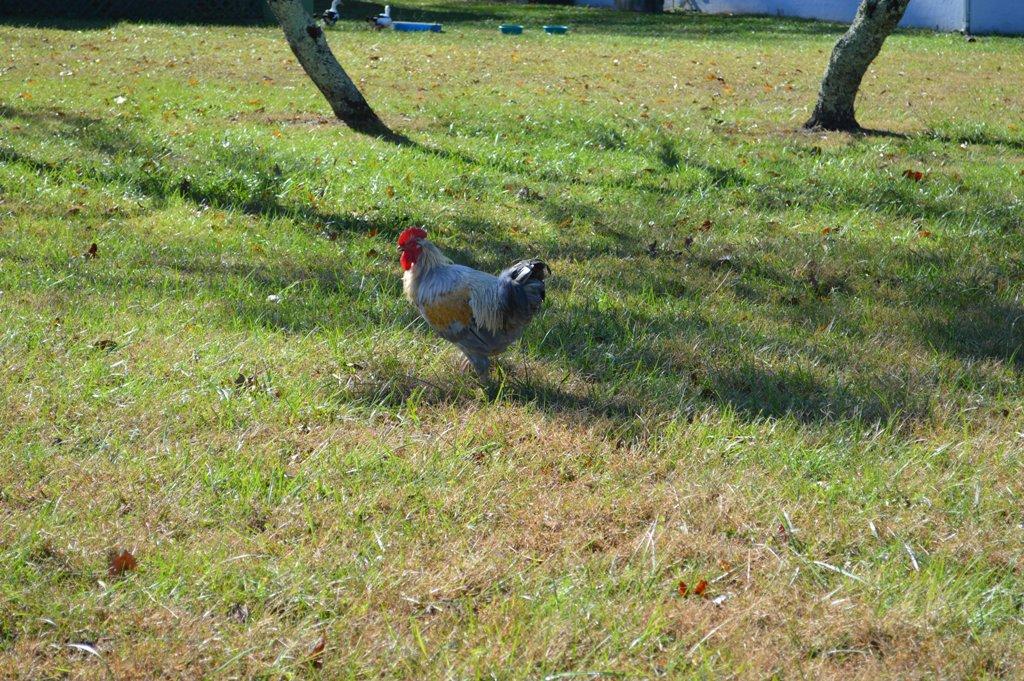173 Cartmills Gap Road Buchanan, VA 24066 - Photo 15 of 25 rooster