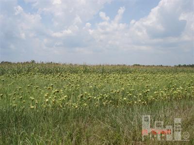 1111 Rooks Road Atkinson, NC 28421 - Photo 1 of 2 Primary Photo