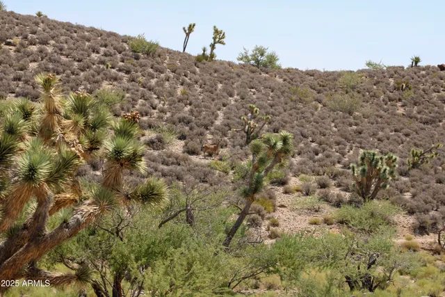 a view of a dry yard