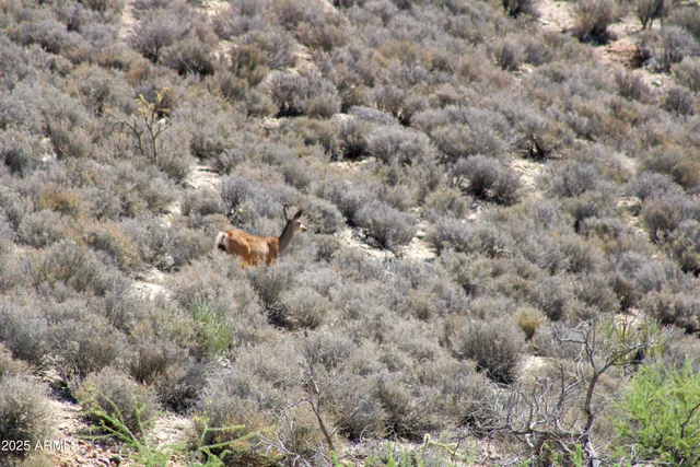 a view of a tree in a yard