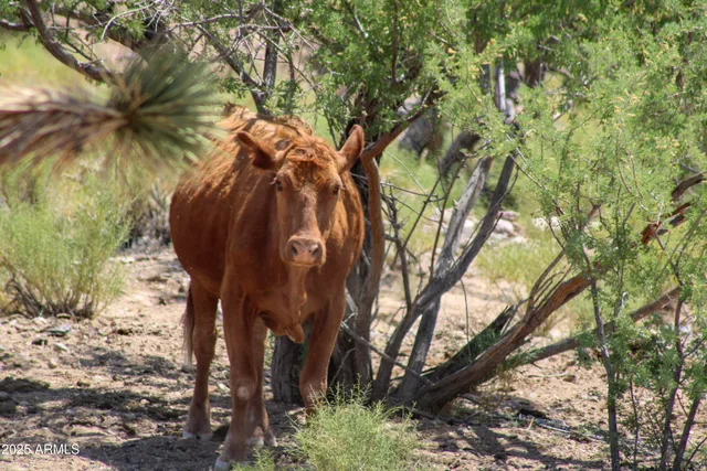 a view of a yard with of trees