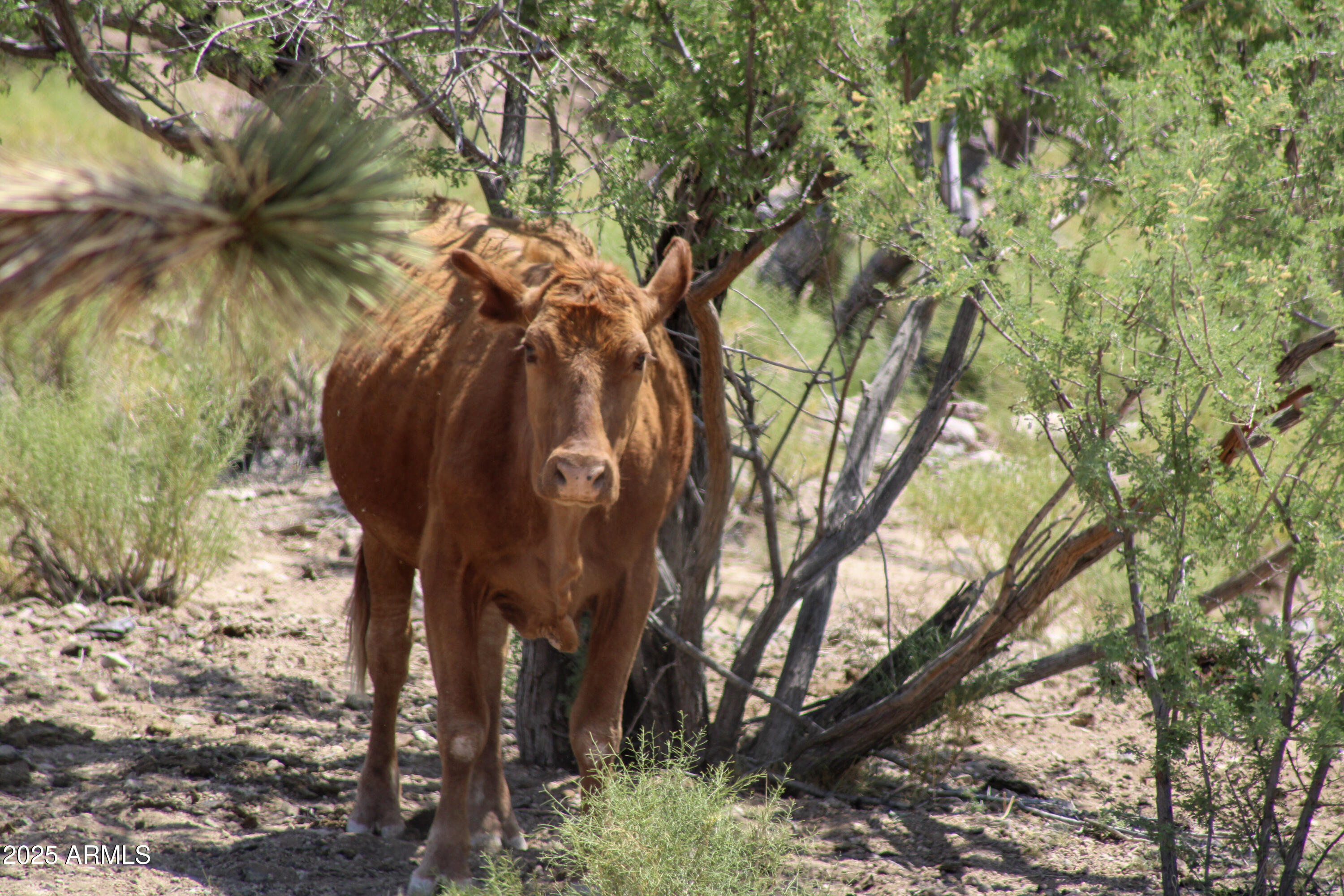 0 West Butcher Camp Road Willow Beach, AZ 86445 - Photo 15 of 37 a view of a tree in a yard