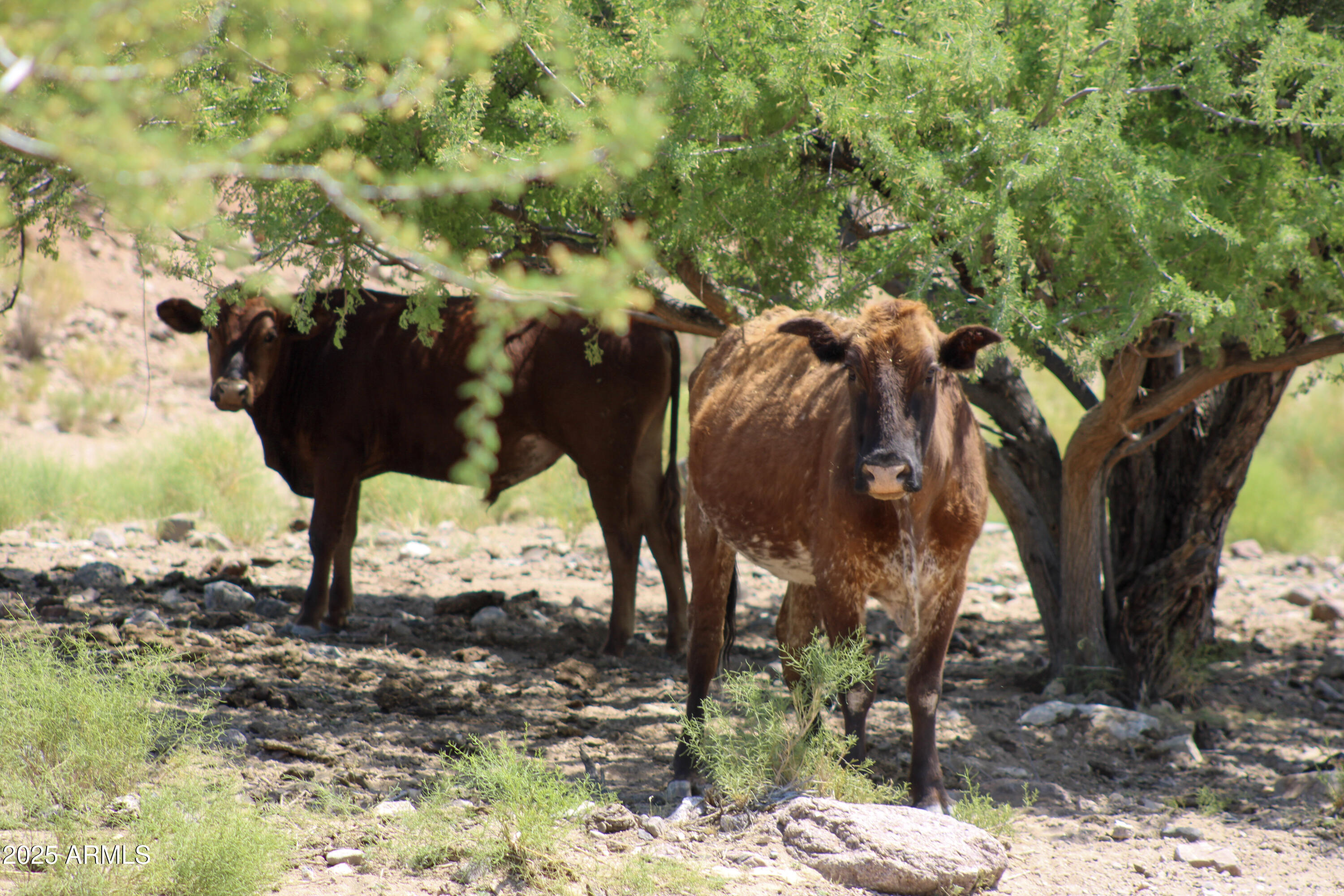 0 West Butcher Camp Road Willow Beach, AZ 86445 - Photo 16 of 37 a view of a yard with of trees