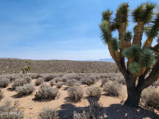 a view of a forest with a tree