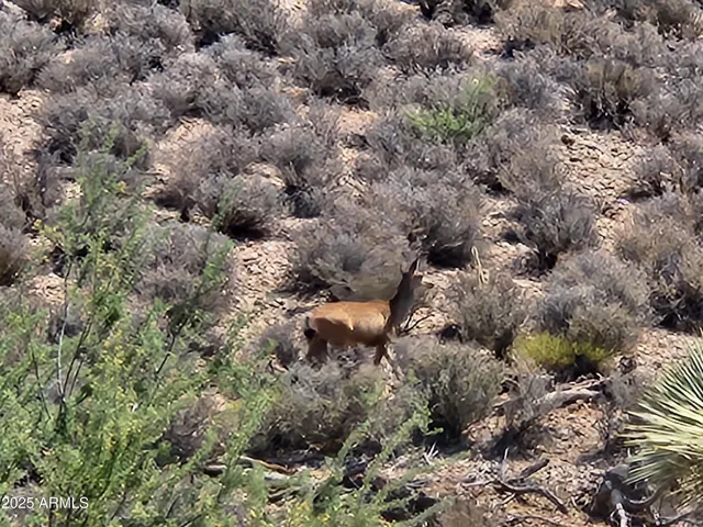 a view of outdoor sitting area with chairs and plants