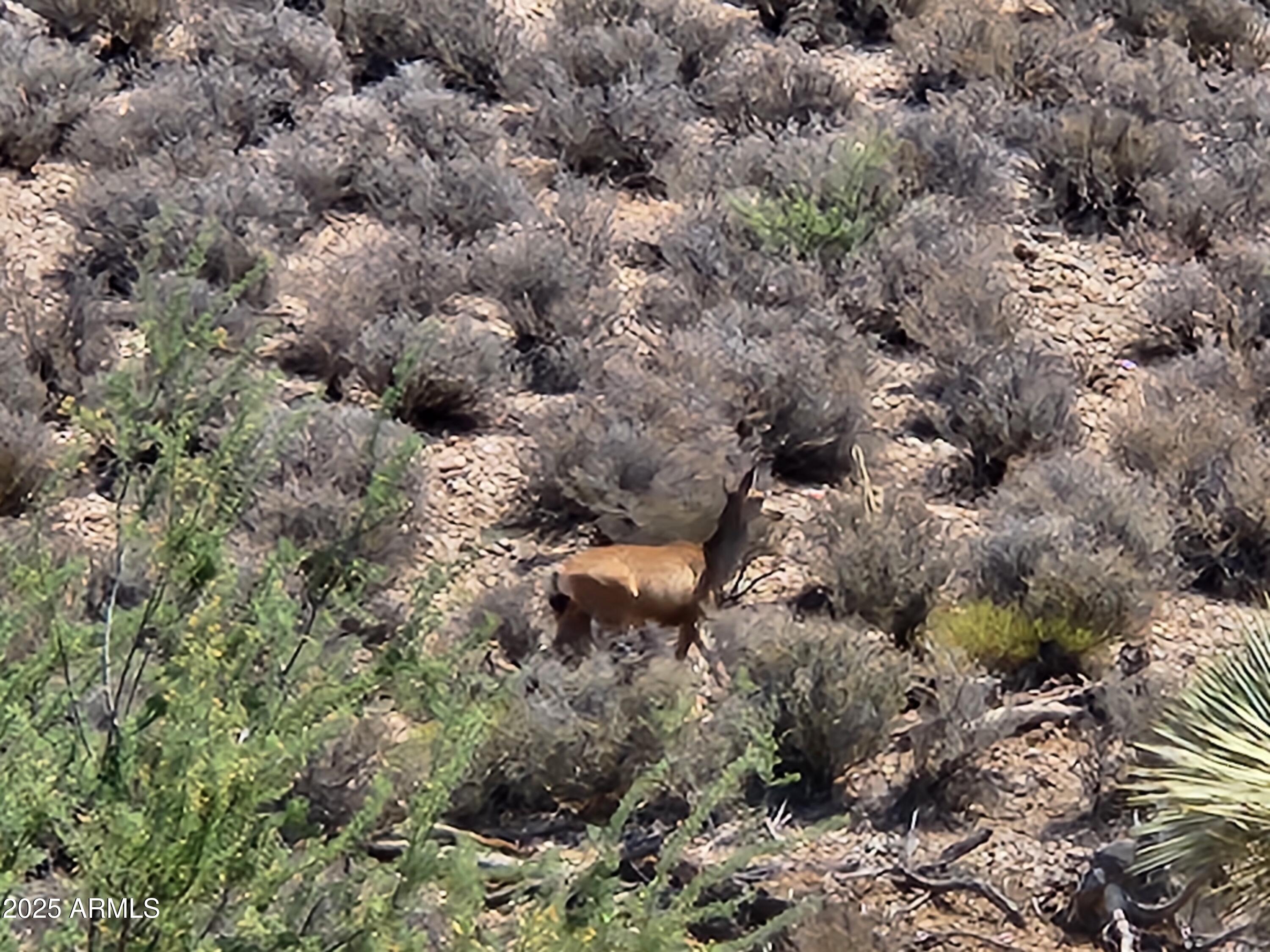 0 West Butcher Camp Road Willow Beach, AZ 86445 - Photo 29 of 37 a view of a forest with a tree