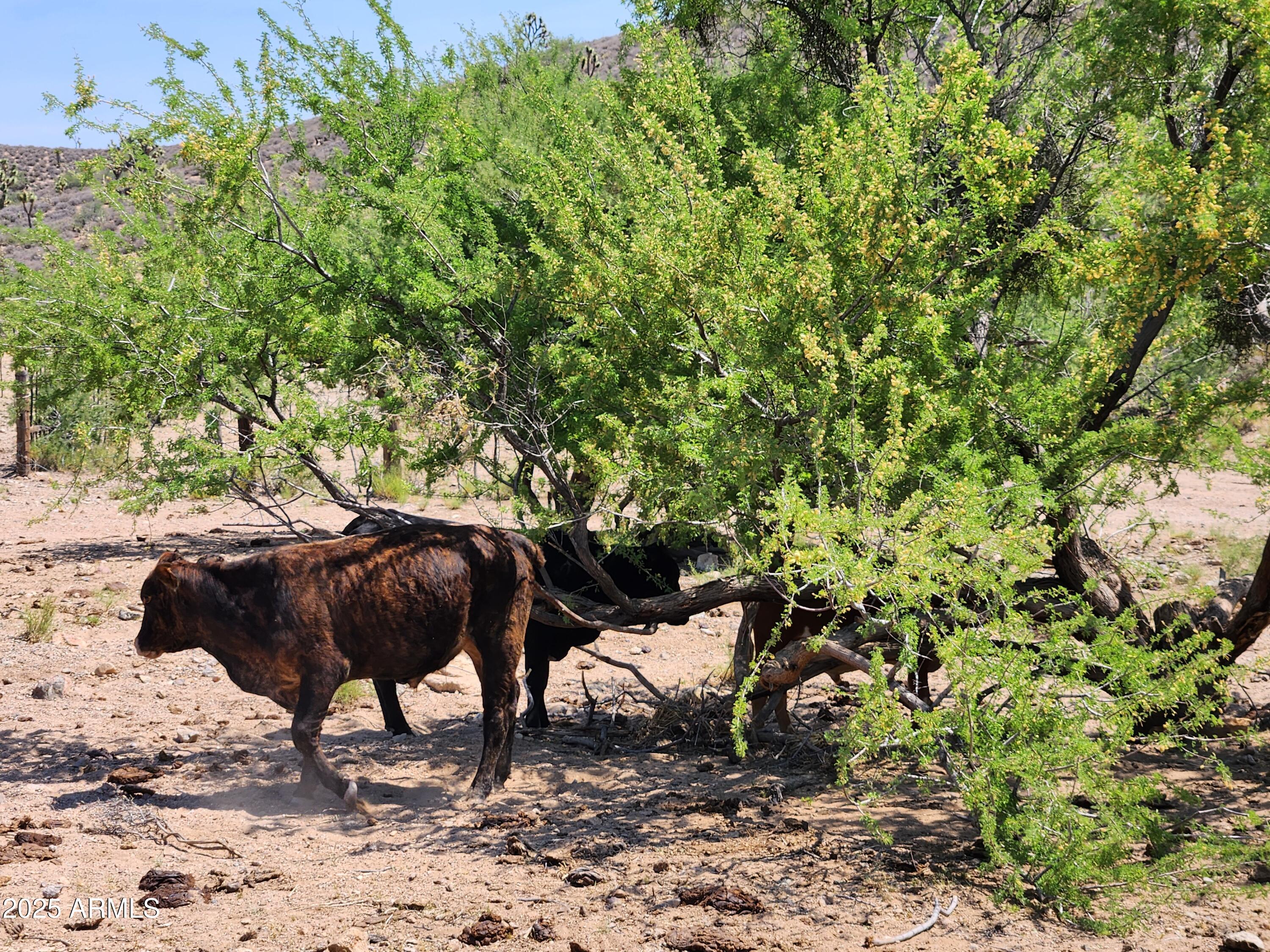 0 West Butcher Camp Road Willow Beach, AZ 86445 - Photo 31 of 37 a view of outdoor sitting area with chairs and plants