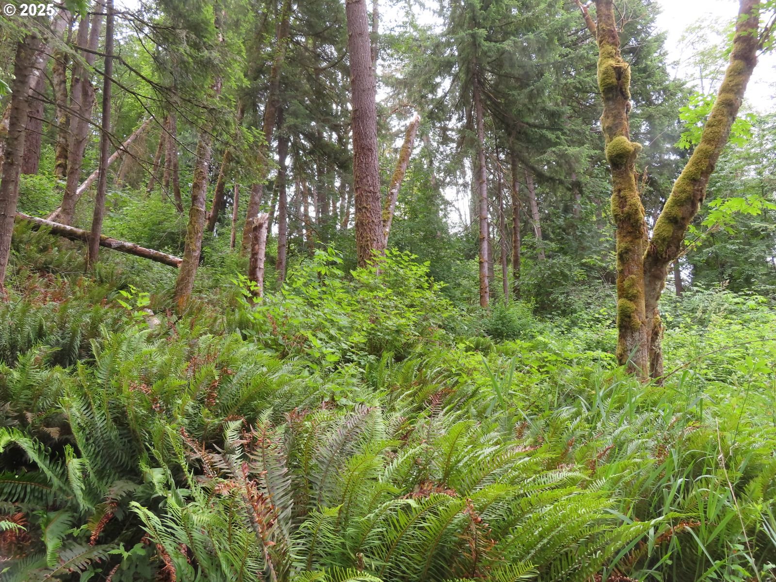 21720 Zenkner Valley Road Centralia, WA 98531 - Photo 11 of 17