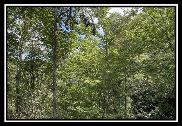 0 Clary Road, Unit TRACT 2) Ray, OH 45672 - Photo 24 of 32 image024