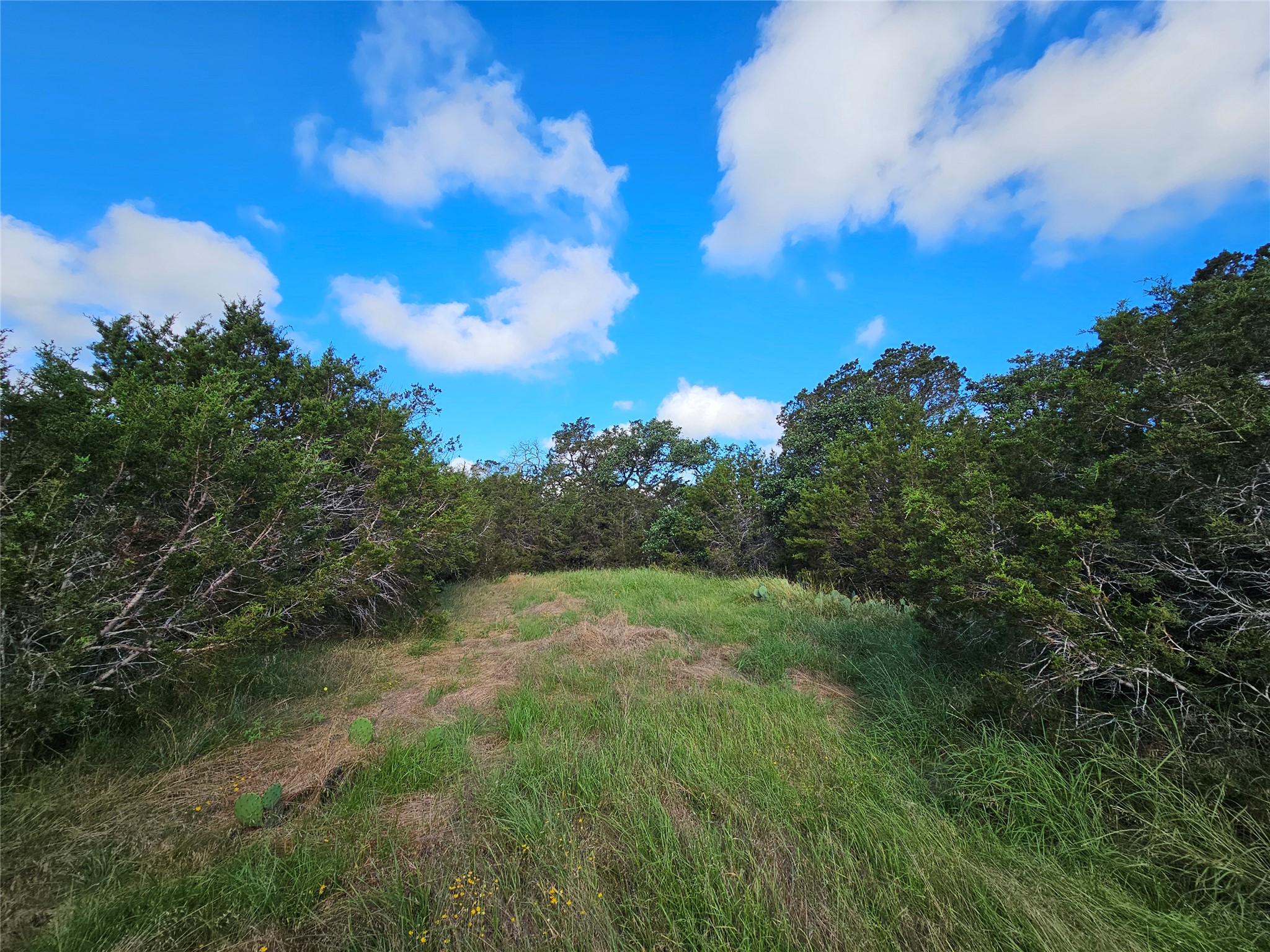 Lot 22 Riparian Elm Road Bertram, TX 78605 - Photo 8 of 10 a view of a big yard with lots of green space